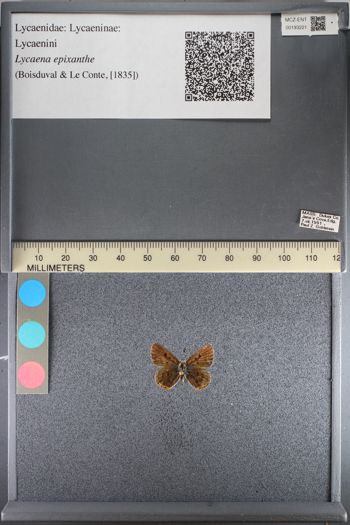 Media type: image;   Entomology 193221